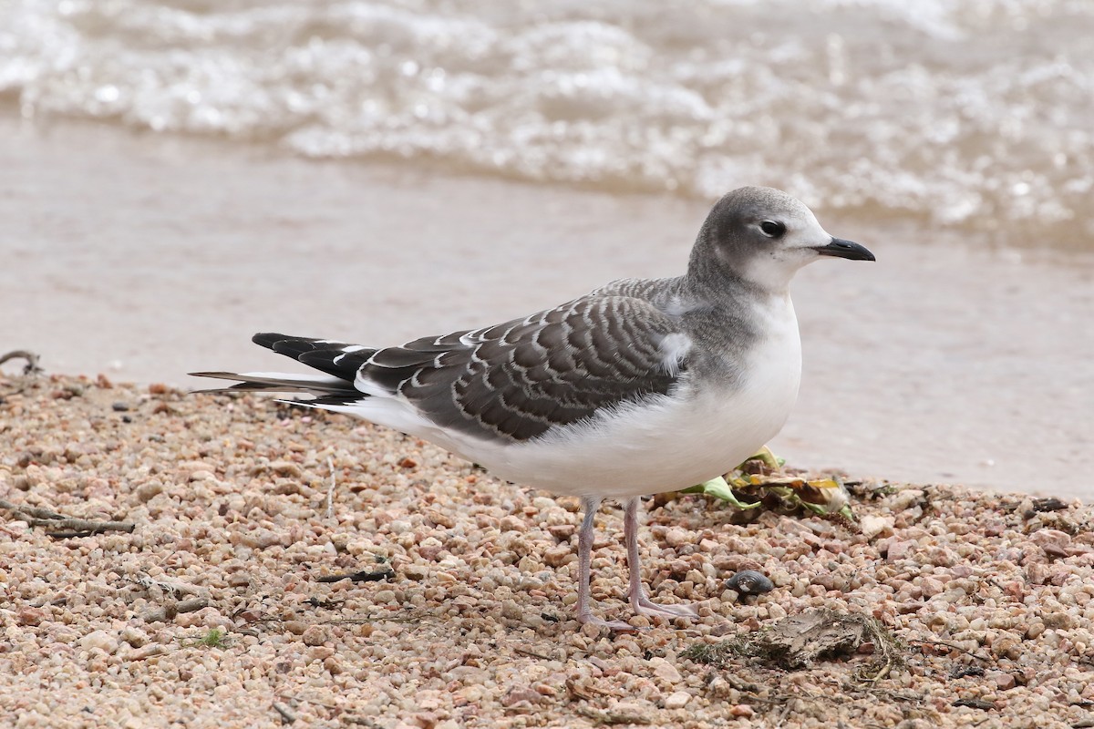 Sabine's Gull - ML642348133
