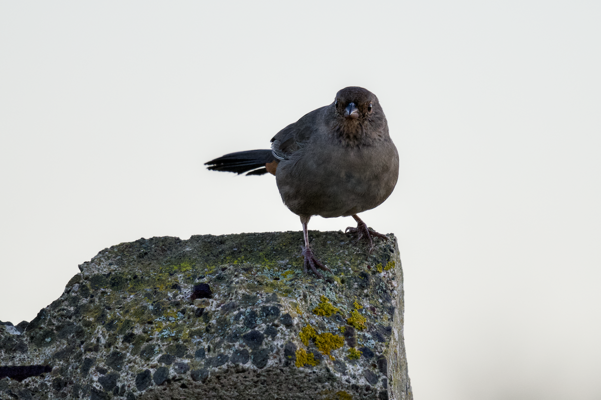 California Towhee - ML642348134