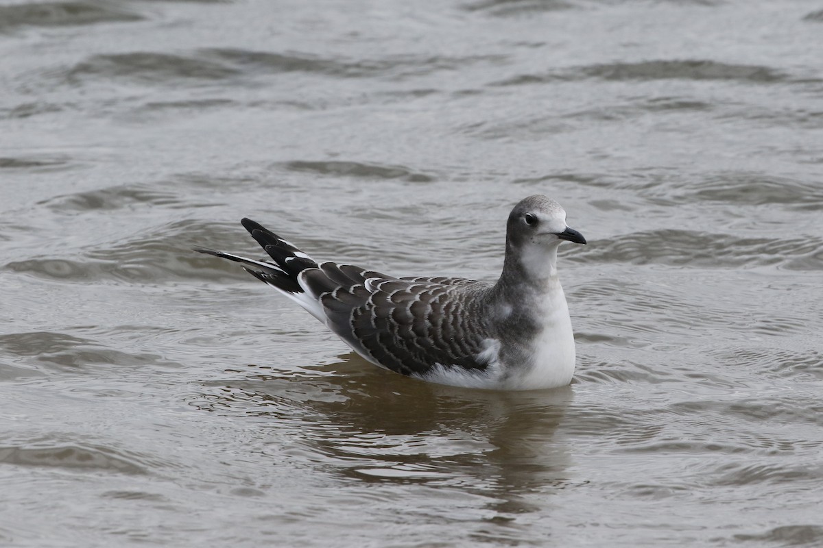 Sabine's Gull - ML642348137