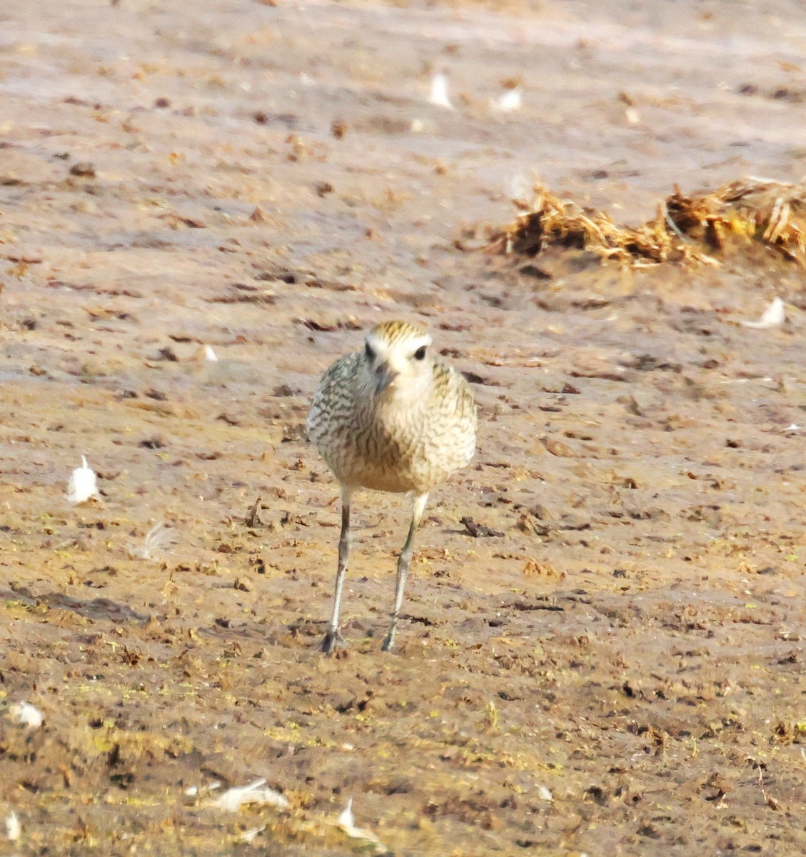 American Golden-Plover - ML642348140