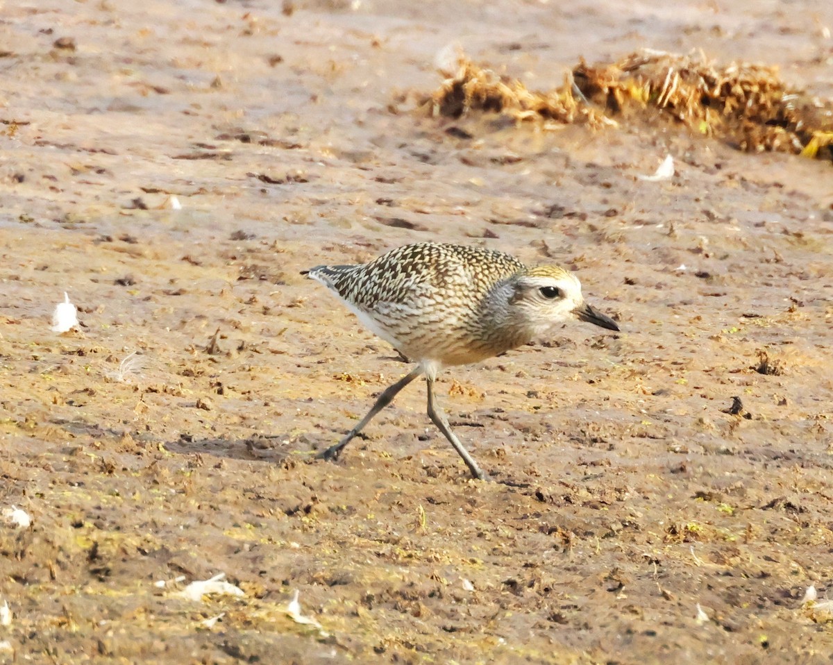 American Golden-Plover - ML642348150
