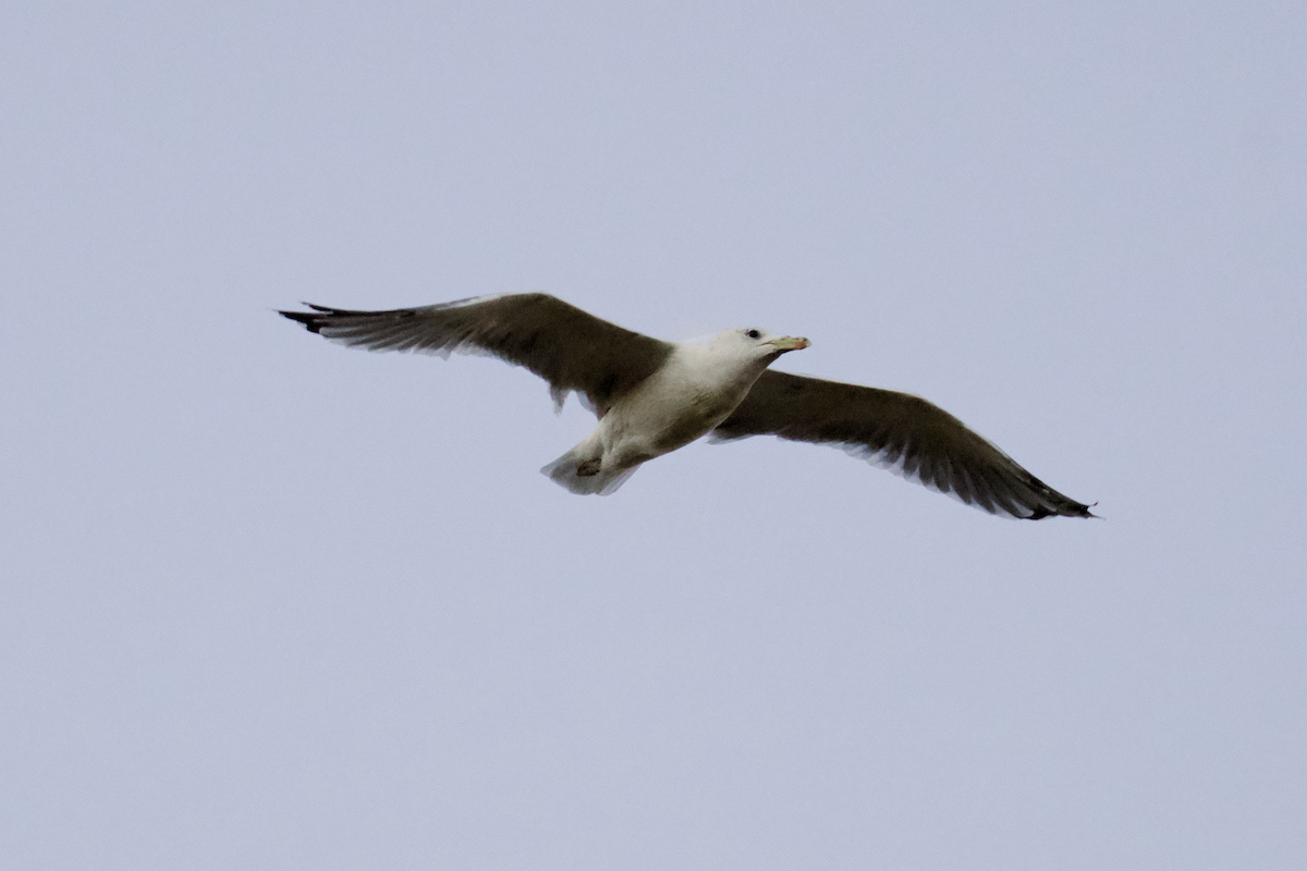 California Gull - ML642348155