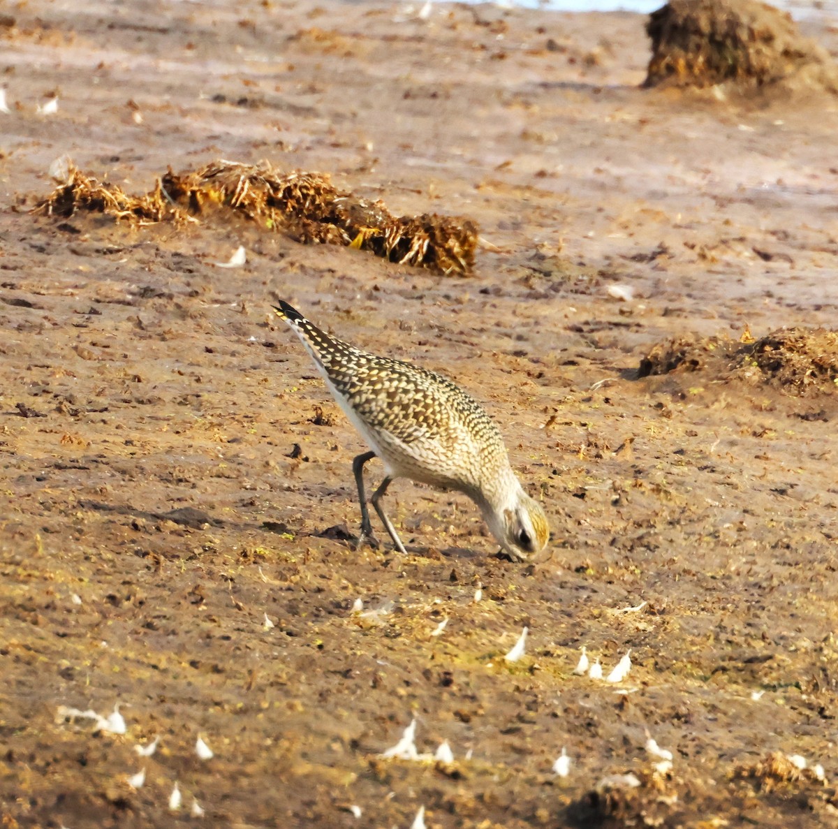 American Golden-Plover - ML642348158
