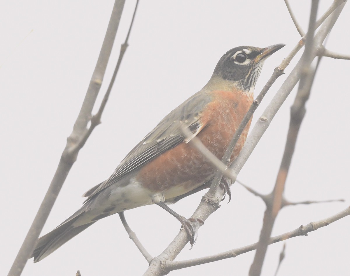 American Robin - ML642348161