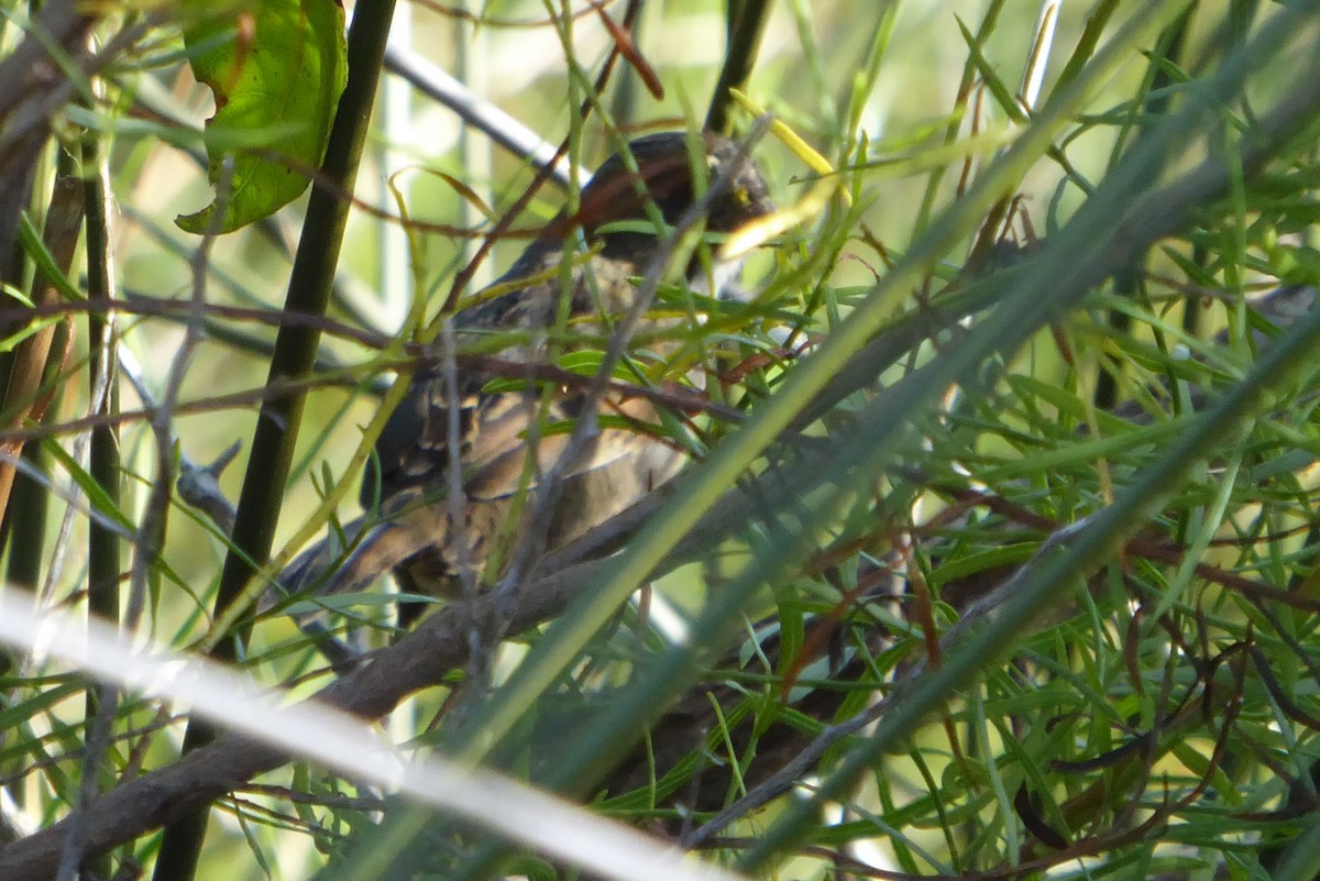 Seaside Sparrow - ML642348171