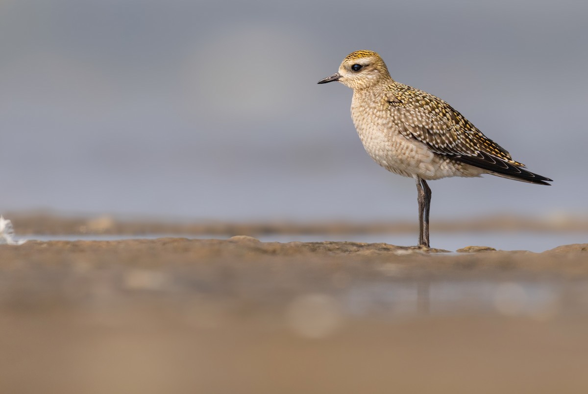American Golden-Plover - ML642348228
