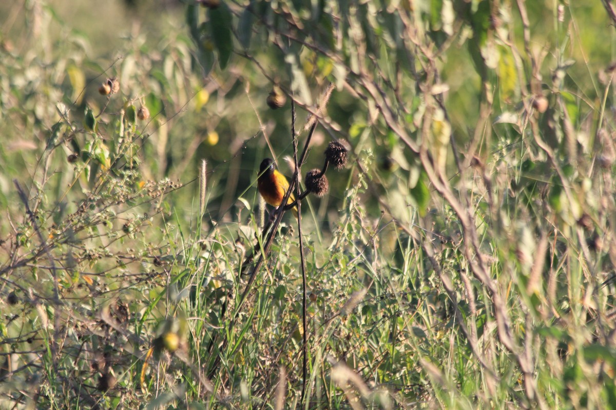 Golden-backed Weaver - ML642348236