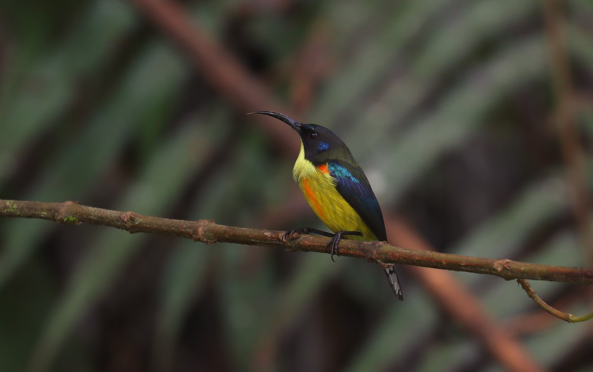 Lina's Sunbird - ML642348253