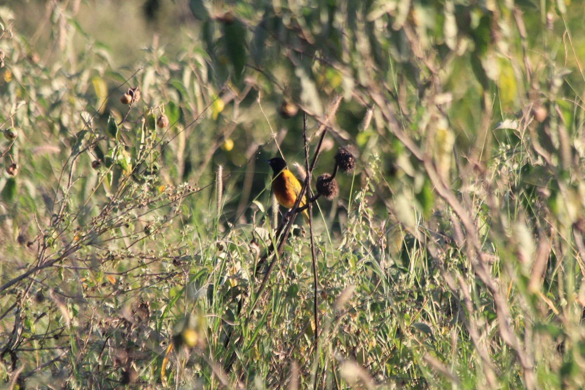 Golden-backed Weaver - ML642348273