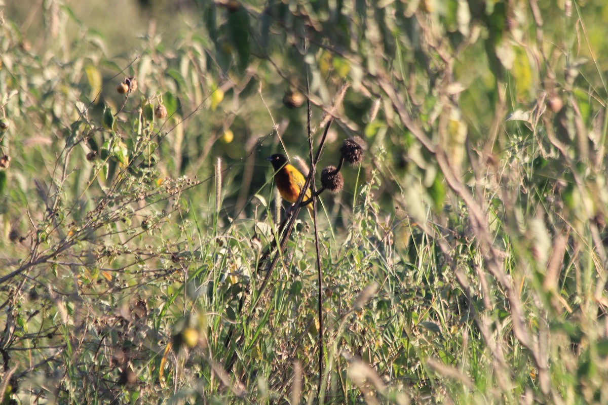 Golden-backed Weaver - ML642348277