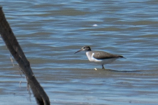 Spotted Sandpiper - ML642348286
