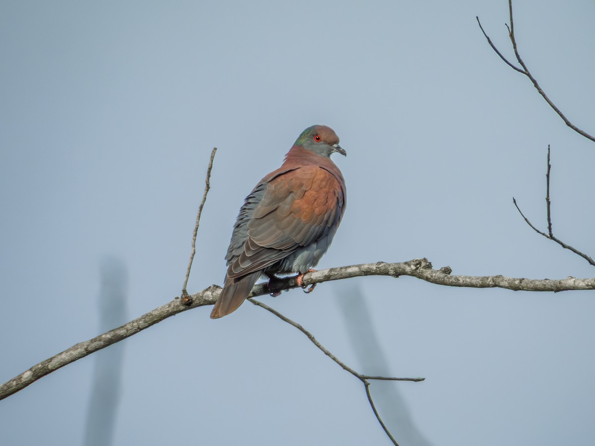 Pale-vented Pigeon - ML642348295