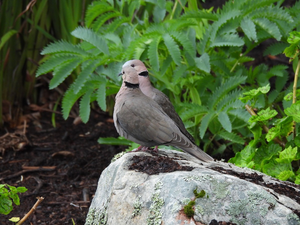 Red-eyed Dove - ML642348298