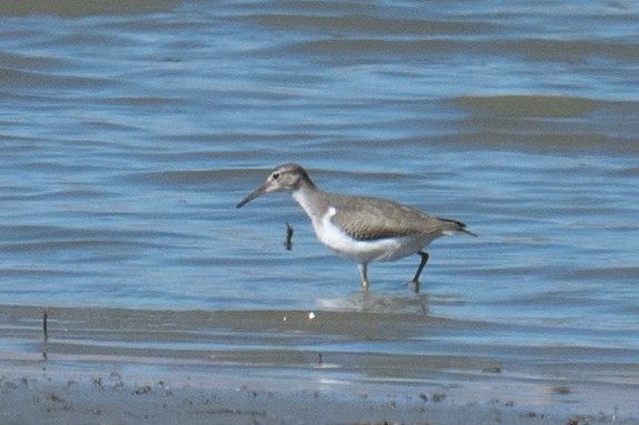 Spotted Sandpiper - ML642348301