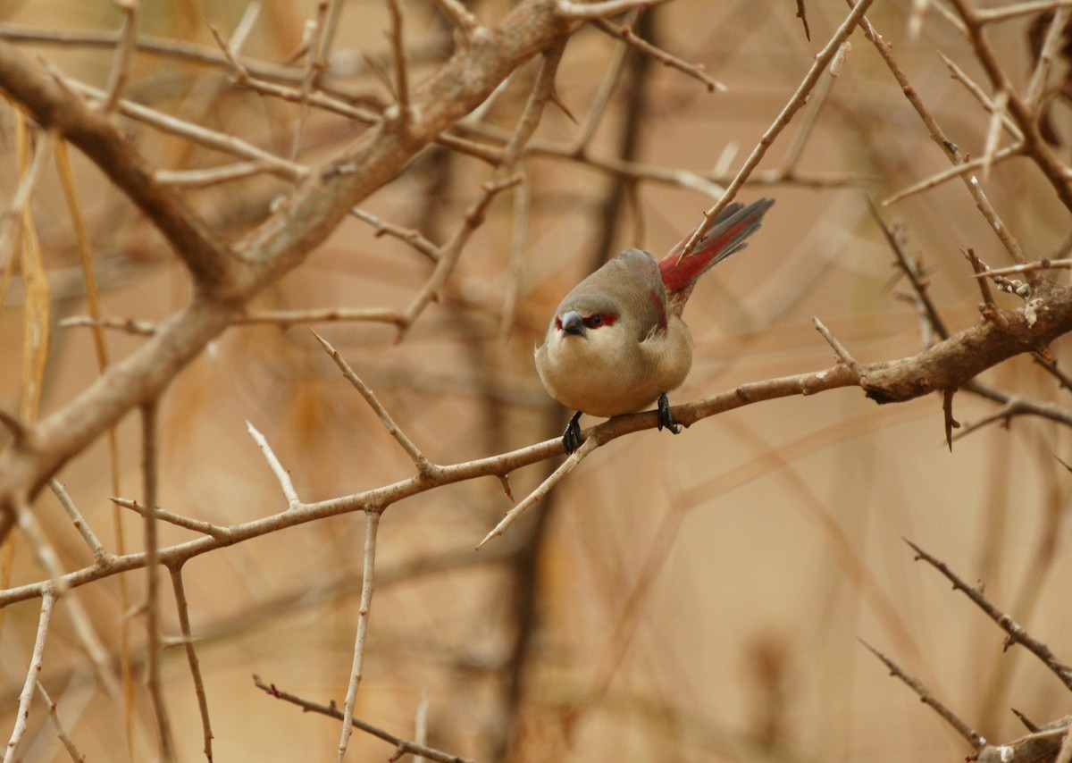 Crimson-rumped Waxbill - ML642348307