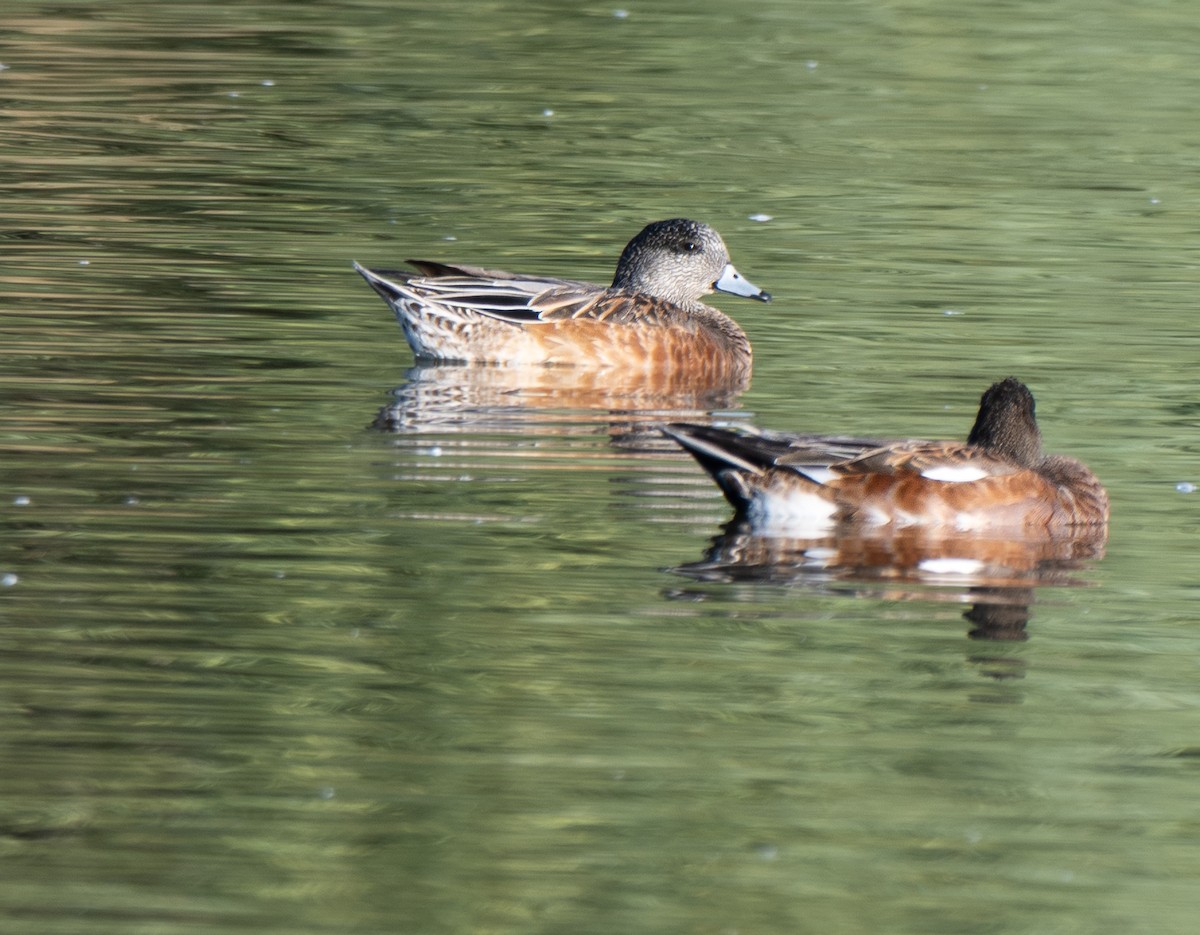 American Wigeon - ML642348319