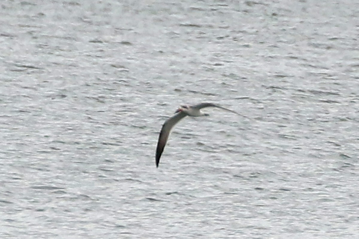 Black Skimmer - ML642348327