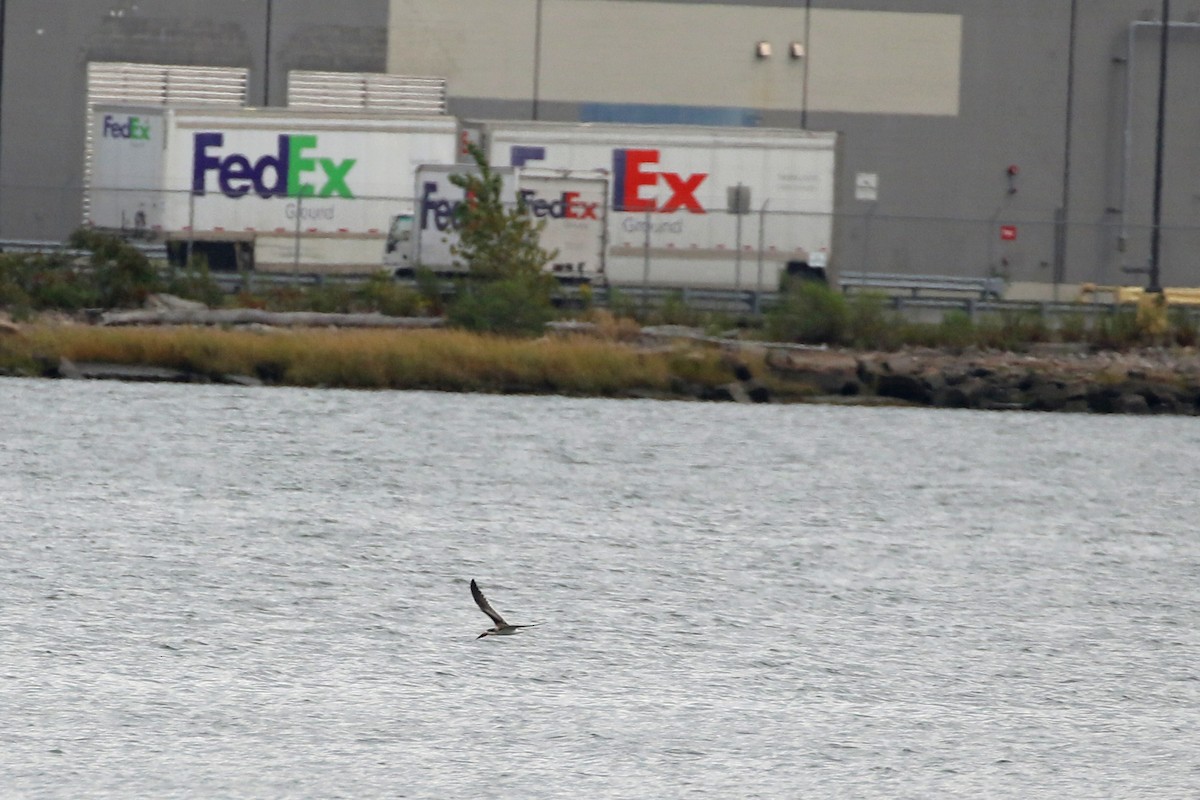 Black Skimmer - ML642348328