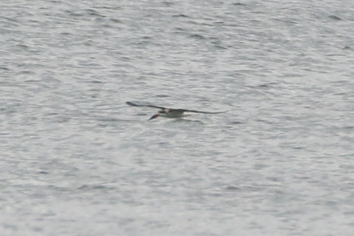 Black Skimmer - ML642348329