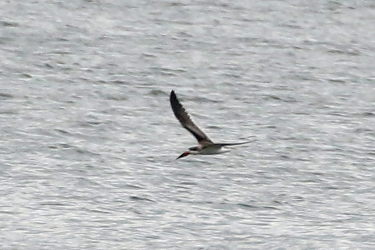 Black Skimmer - ML642348330