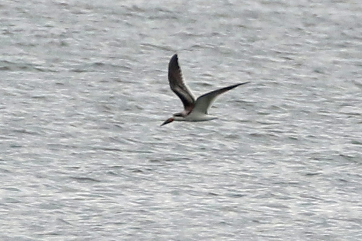 Black Skimmer - ML642348331