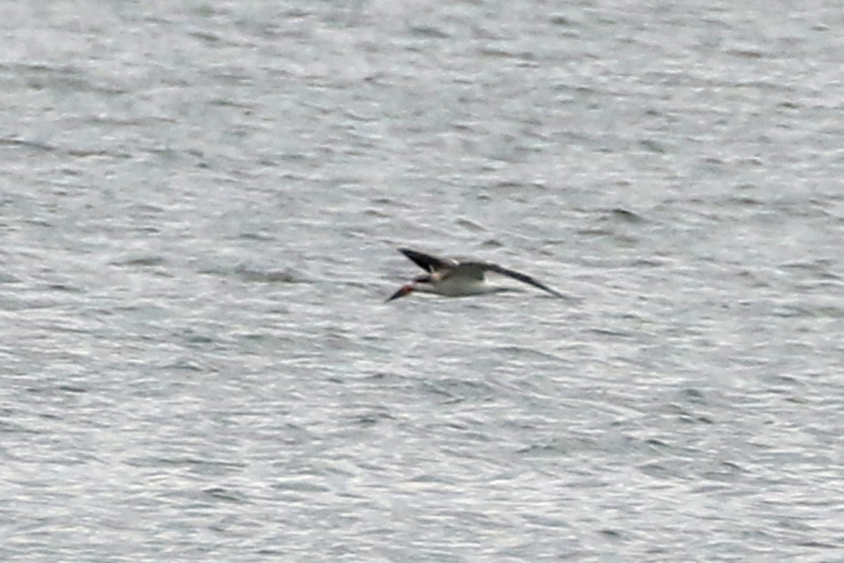Black Skimmer - ML642348333