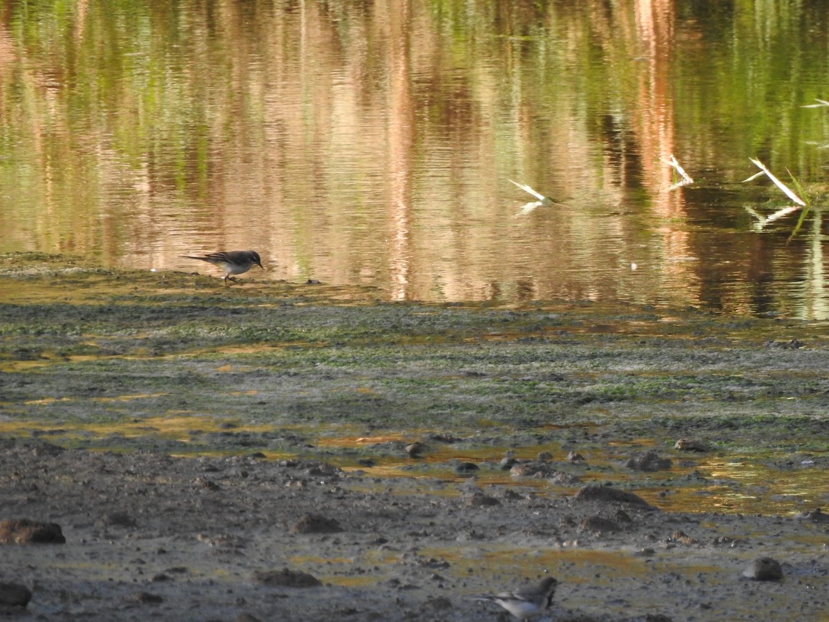 Western Yellow Wagtail - ML642348347