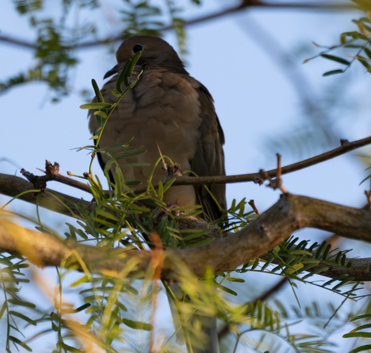 Mourning Dove - ML642348350