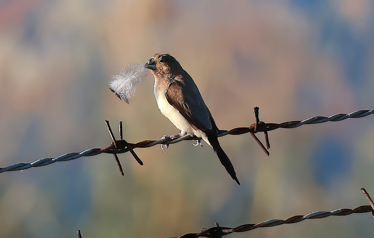 African Silverbill - ML642348380