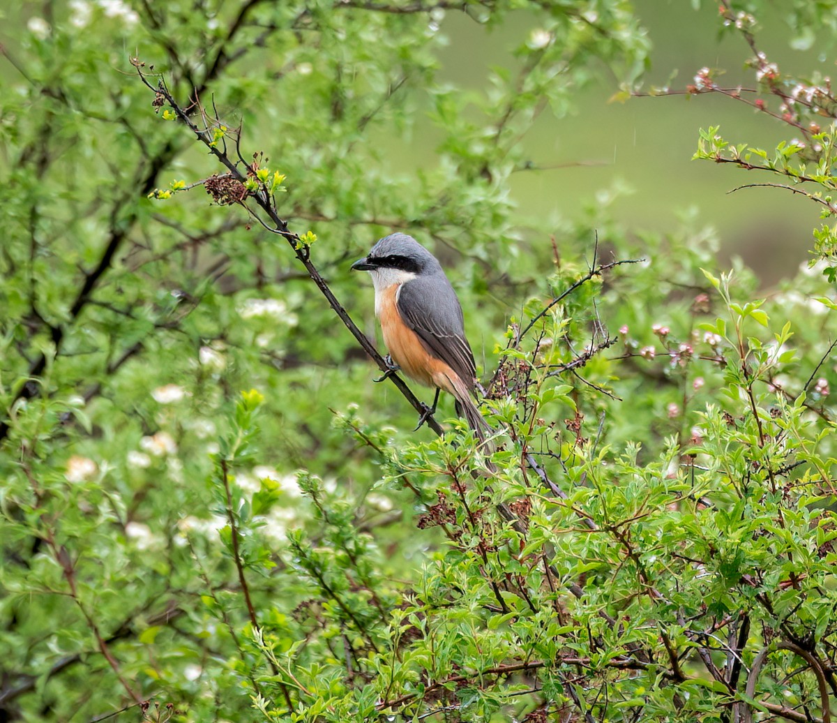 Gray-backed Shrike - ML642348382