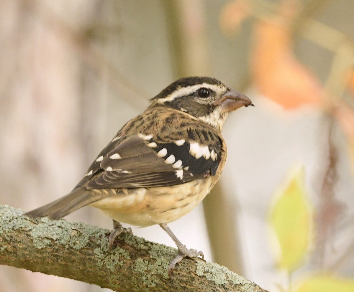 Rose-breasted Grosbeak - ML642348393