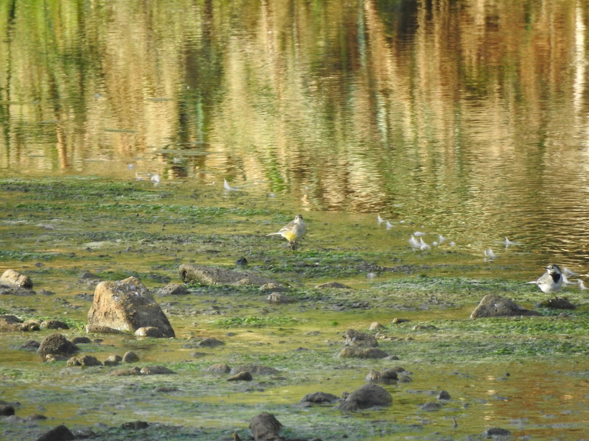 Western Yellow Wagtail - ML642348402