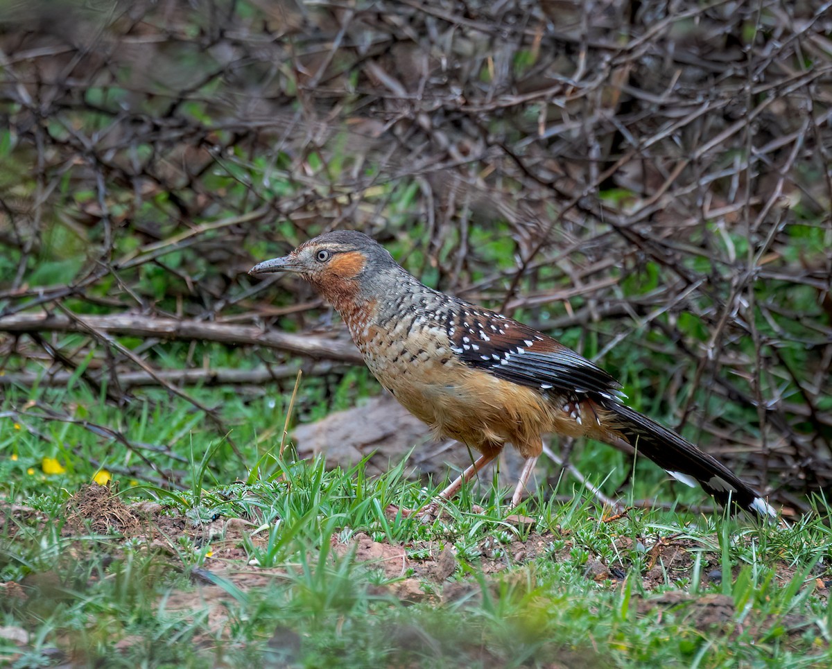 Giant Laughingthrush - ML642348406