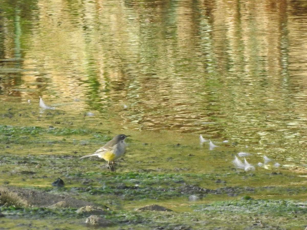 Western Yellow Wagtail - ML642348407