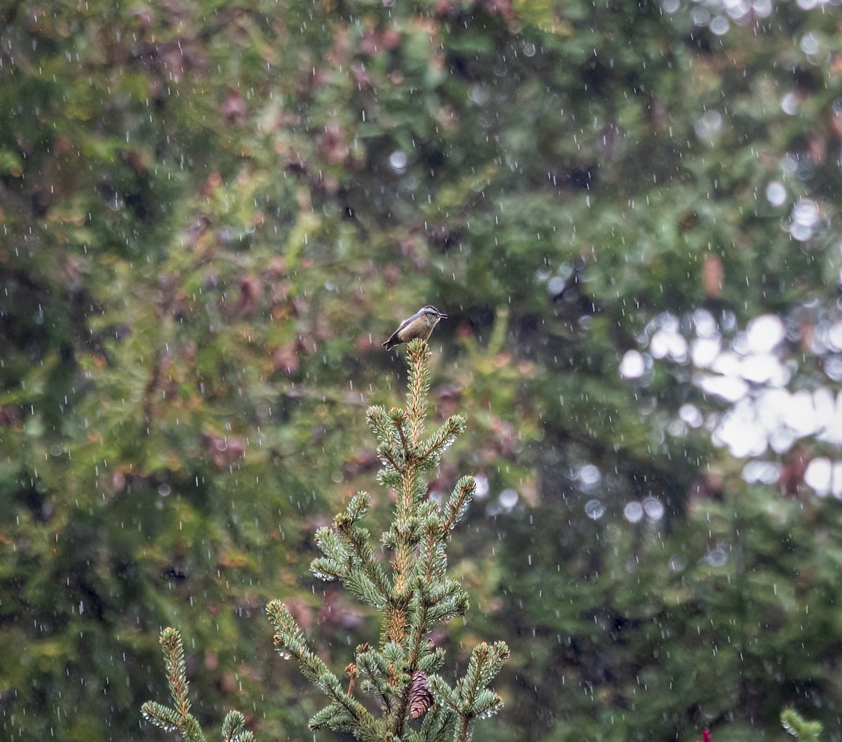 Snowy-browed Nuthatch - ML642348417