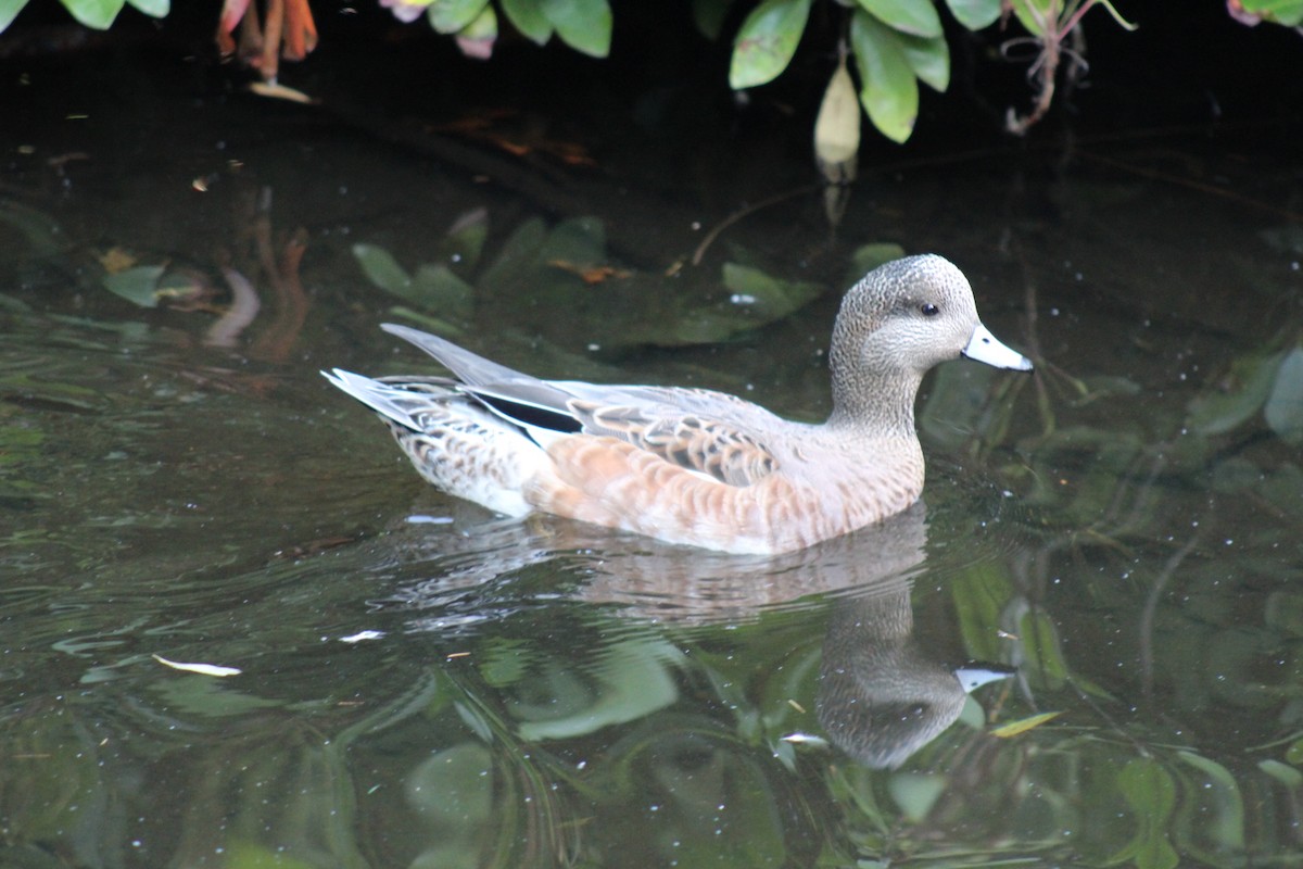 American Wigeon - ML642348433