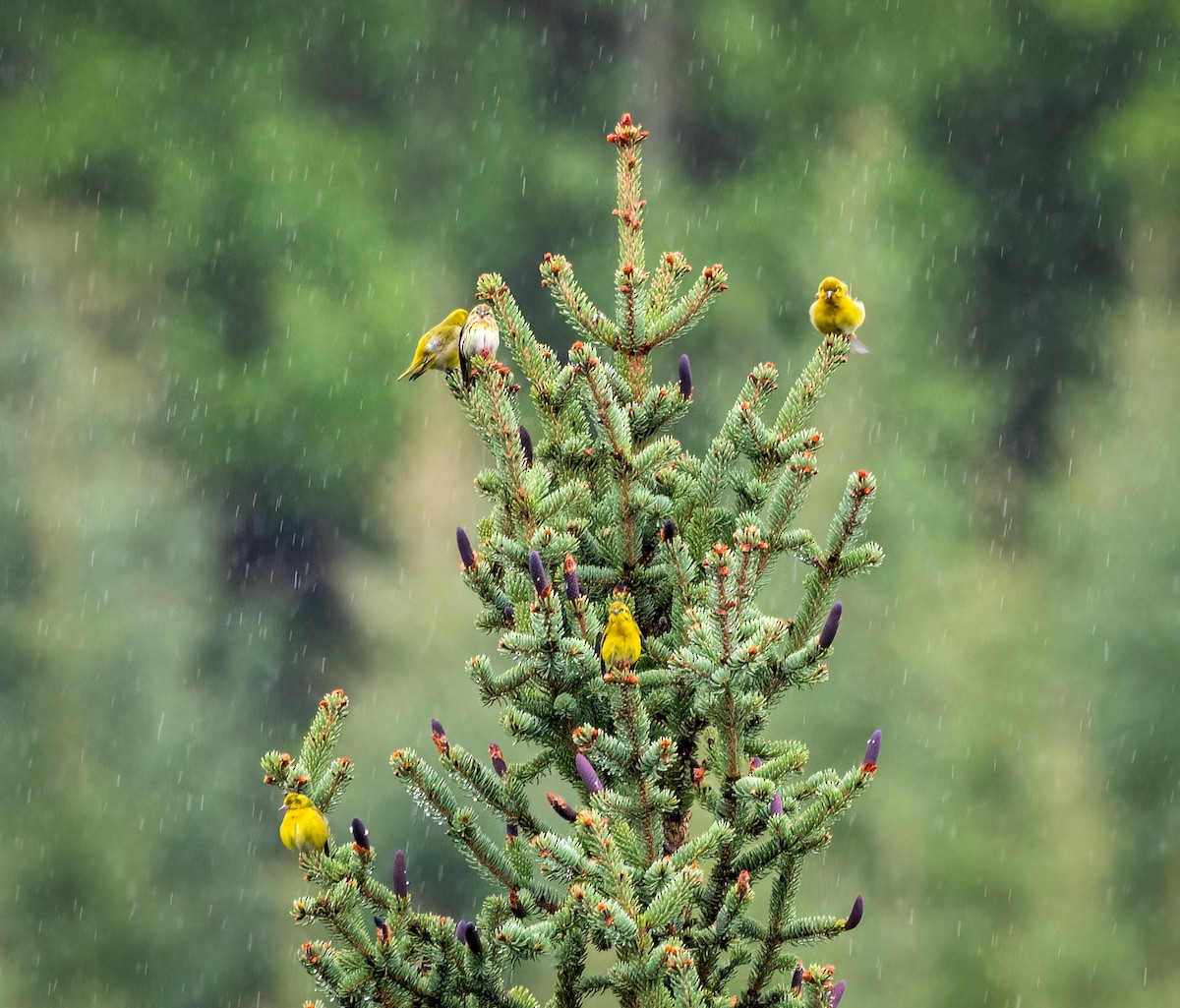 Tibetan Serin - ML642348441