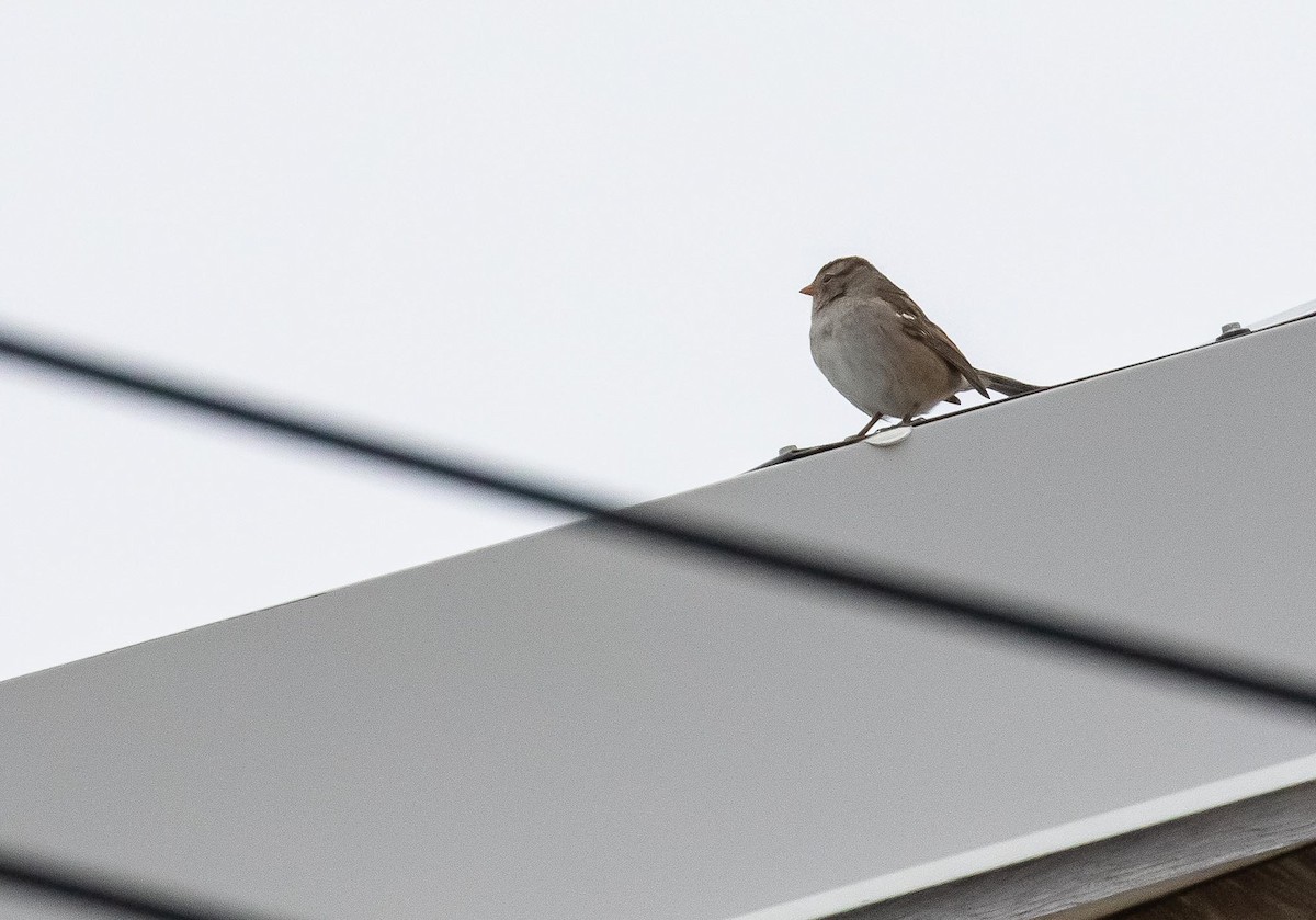 White-crowned Sparrow - ML642348443