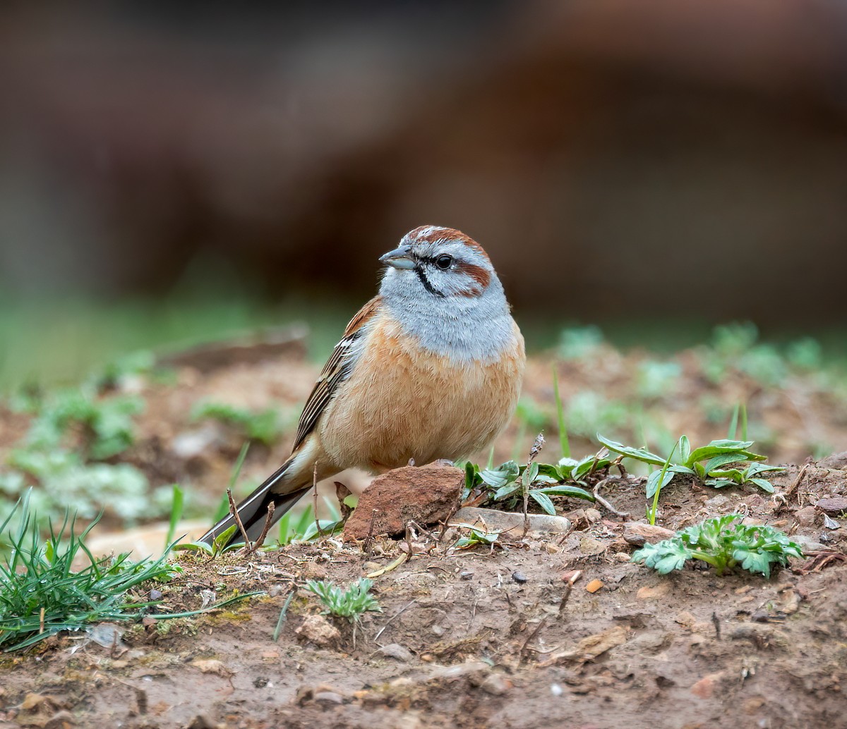 Godlewski's Bunting - ML642348451