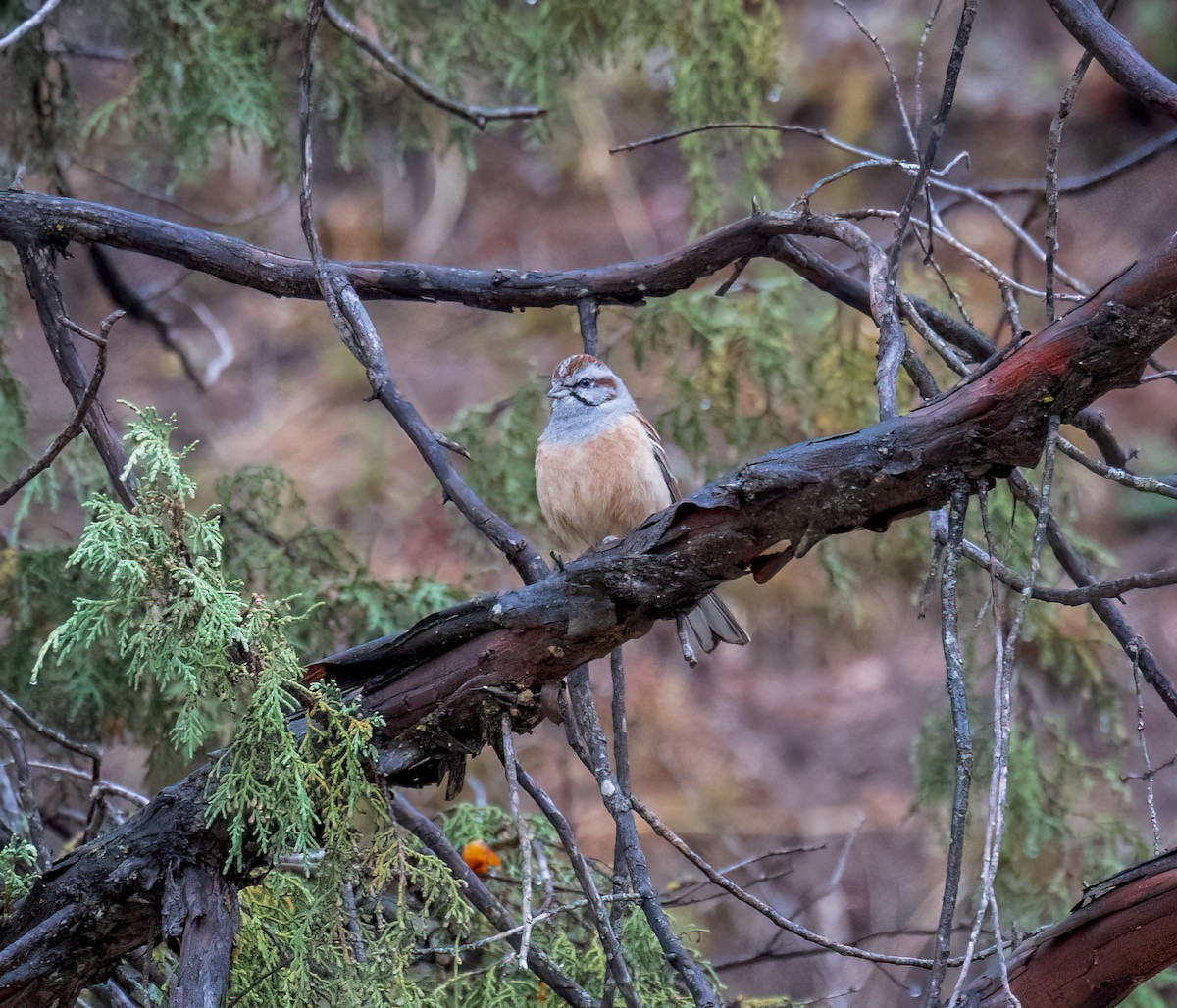 Godlewski's Bunting - ML642348457