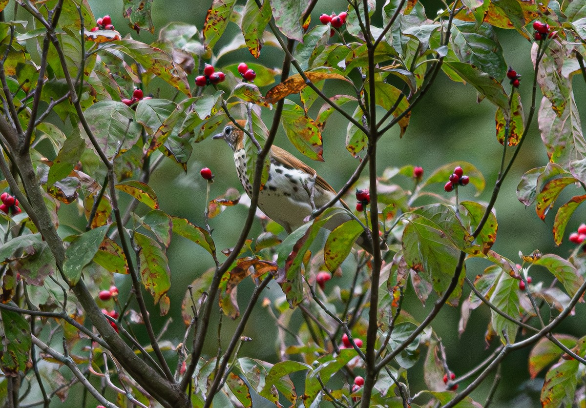 flekkskogtrost - ML642348462