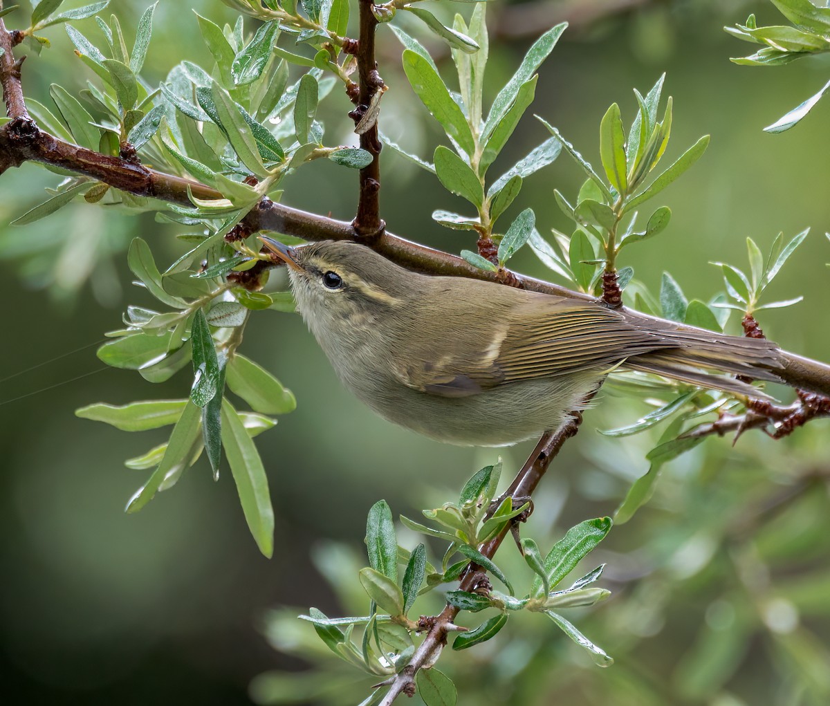 Greenish Warbler - ML642348467