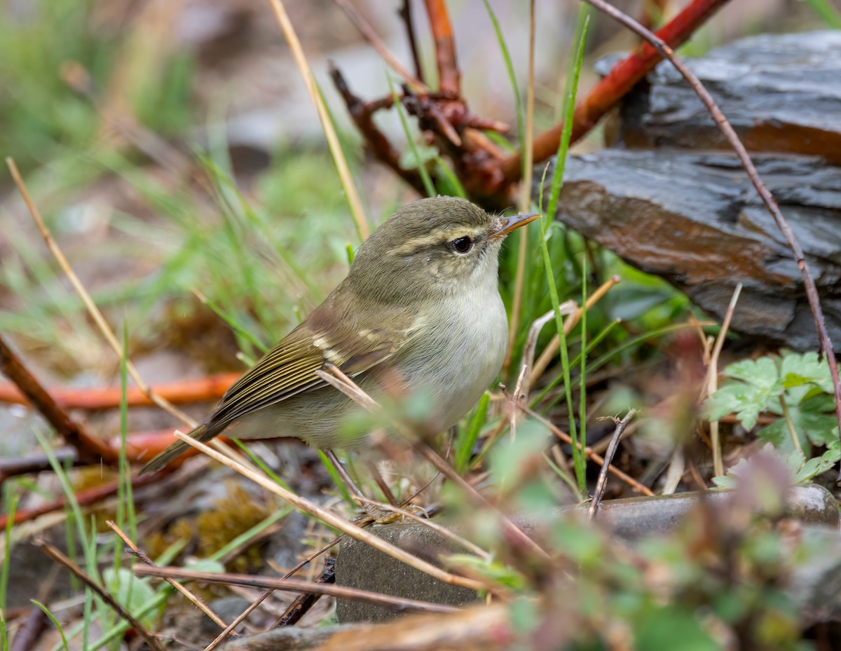 Hume's Warbler - ML642348483