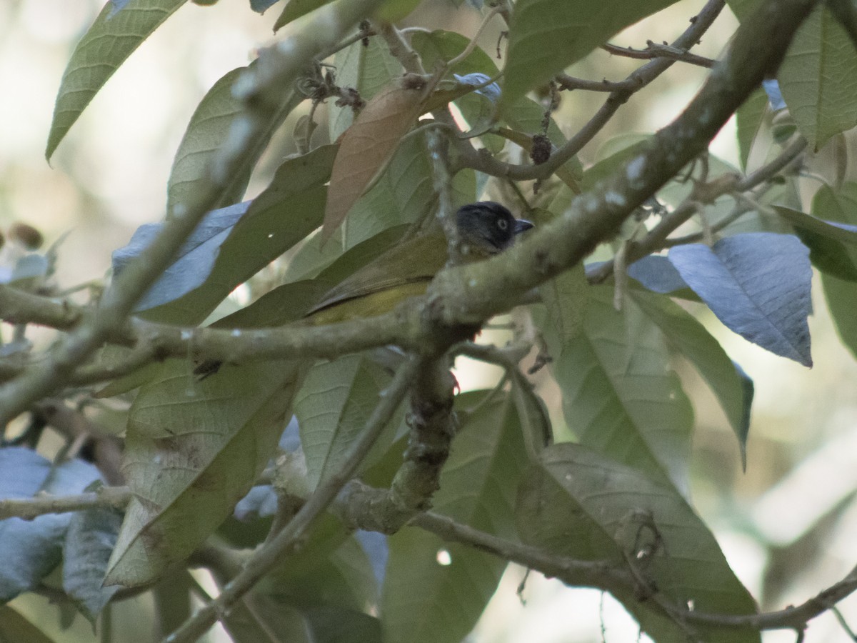 Common Chlorospingus - ML642348487