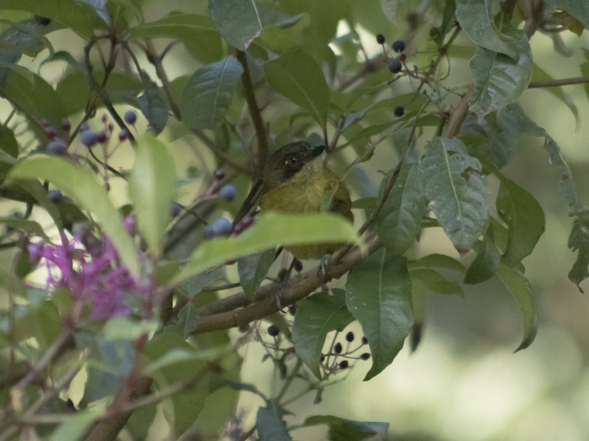 Common Chlorospingus - ML642348488