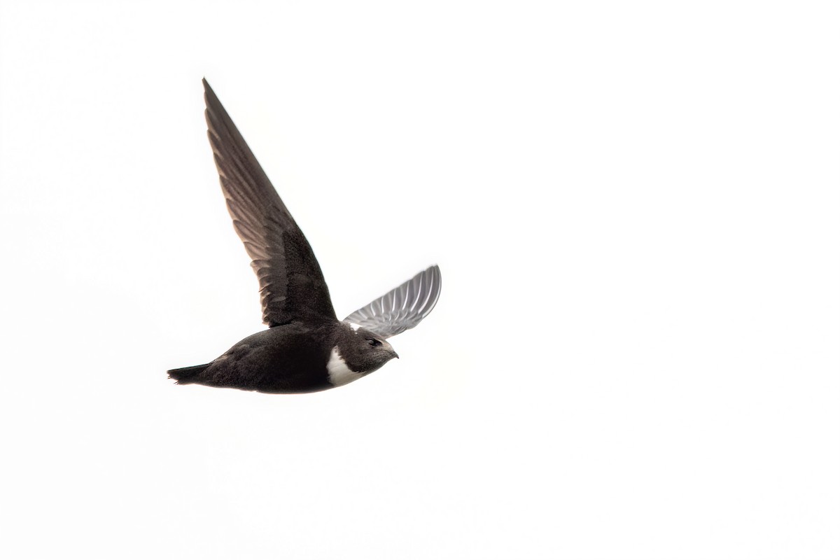 Biscutate Swift - ML642348489