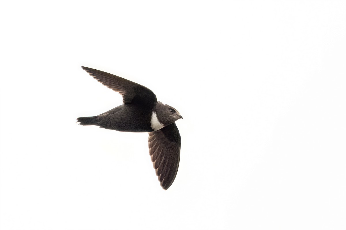 Biscutate Swift - ML642348491
