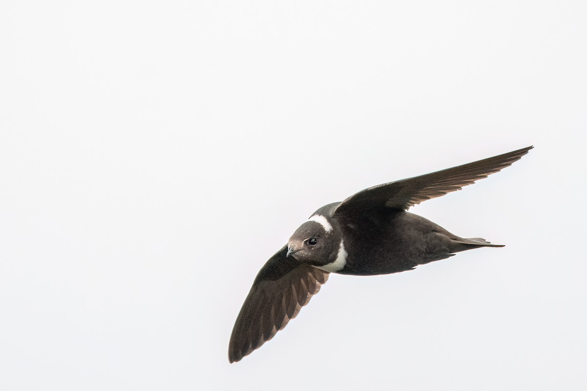 Biscutate Swift - ML642348493