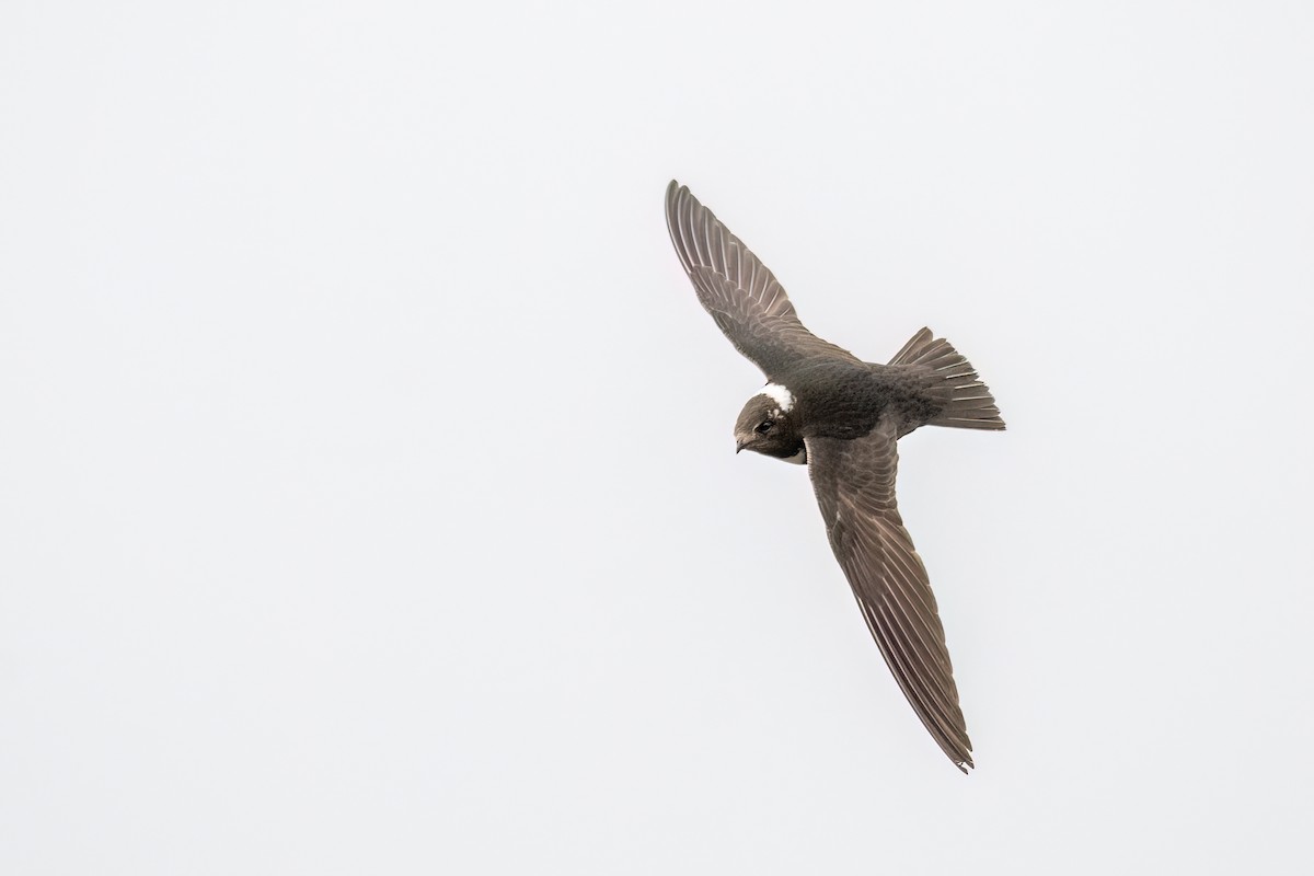 Biscutate Swift - ML642348495