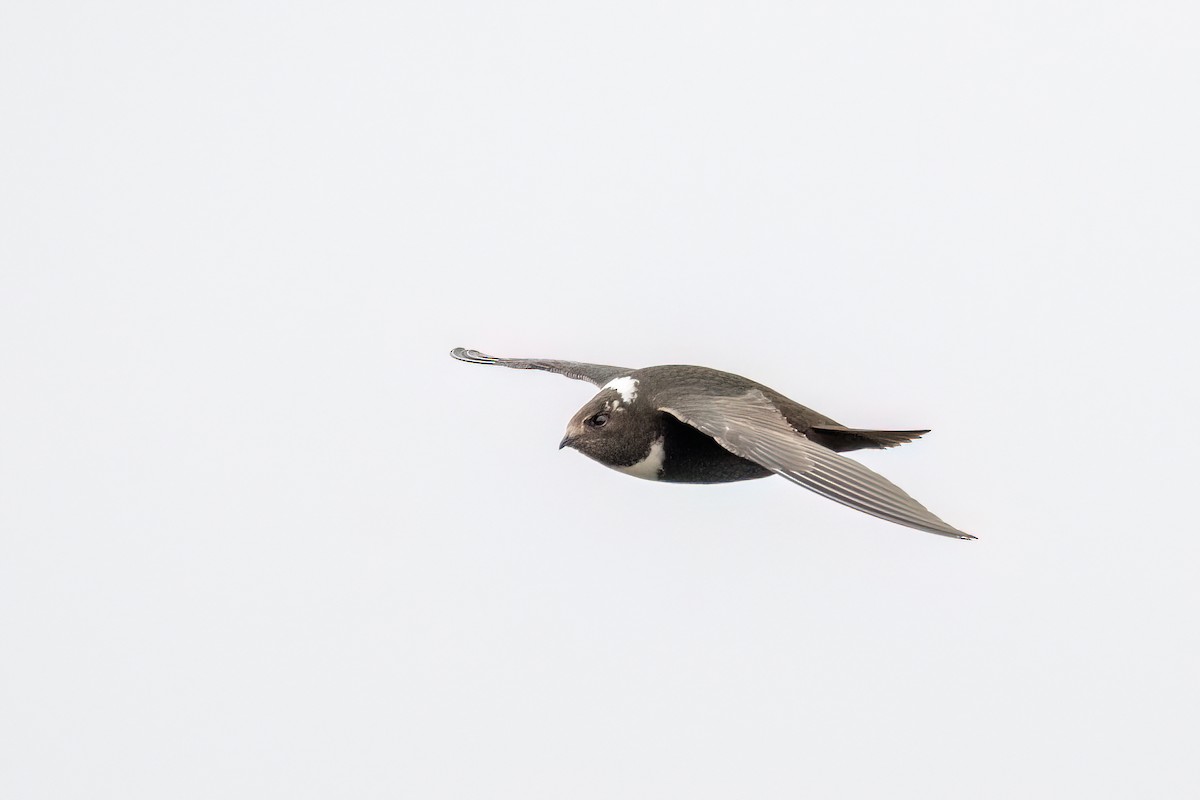 Biscutate Swift - ML642348498